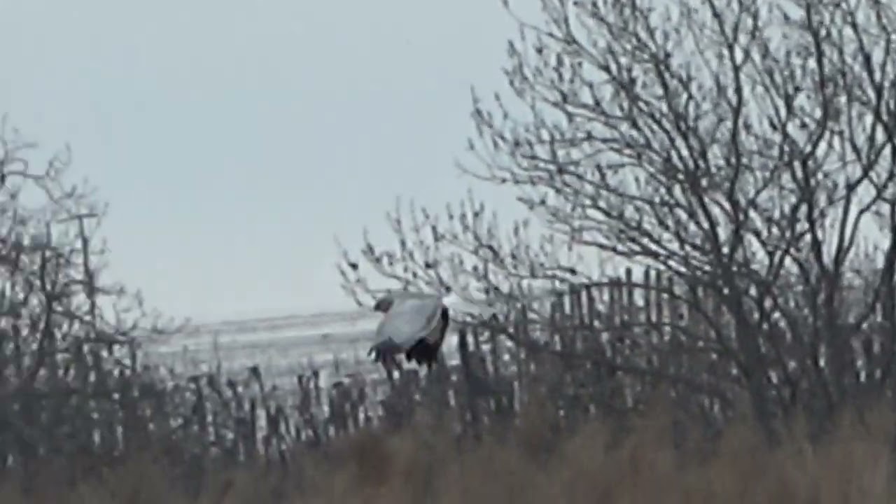 mot&aacute;k pilich (Circus cyaneus) Hen Harrier