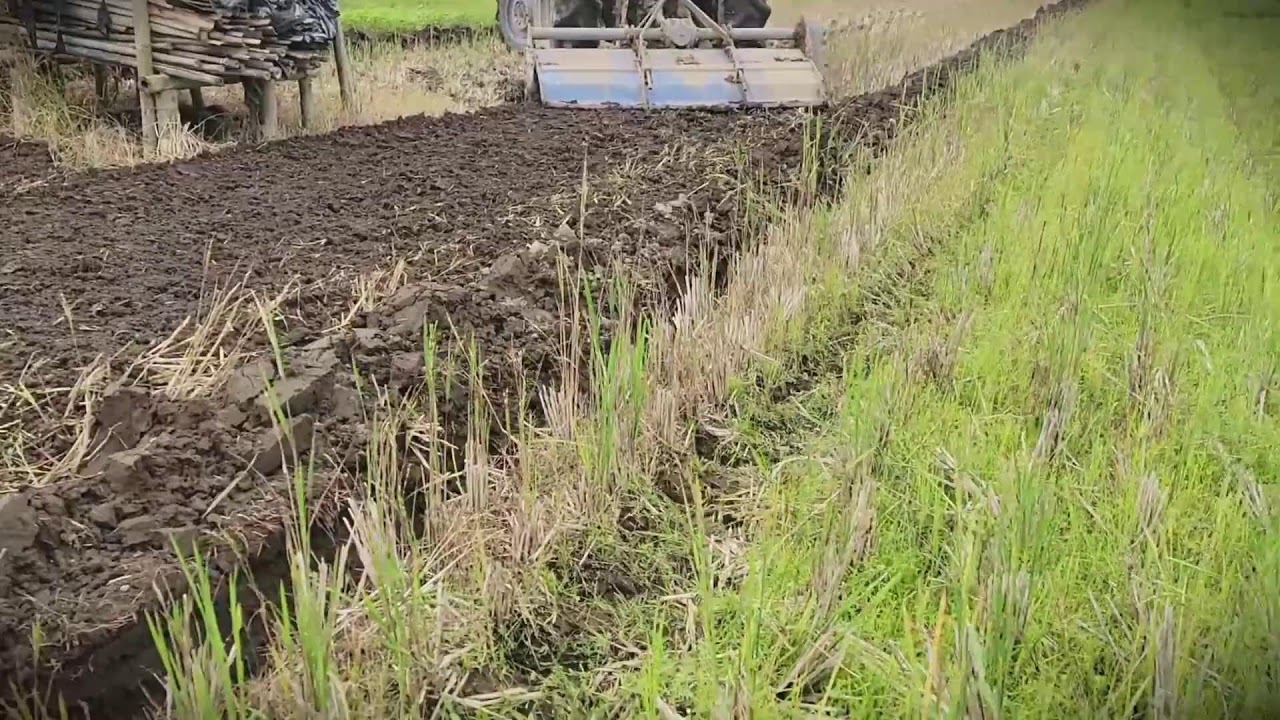 Land Tilling: Preparing the Perfect Bed for Legumes _FarmersLife _Shorts