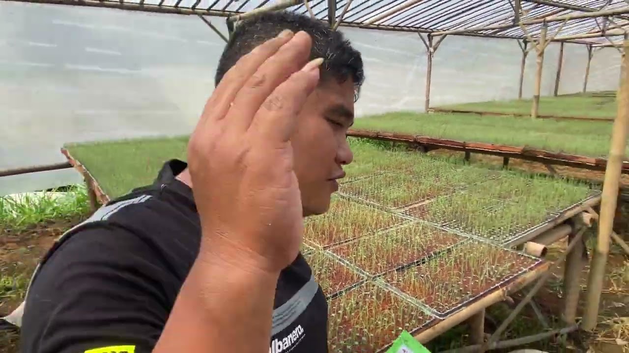 Bawang merah merdeka f1 rumah bawang wonosobo