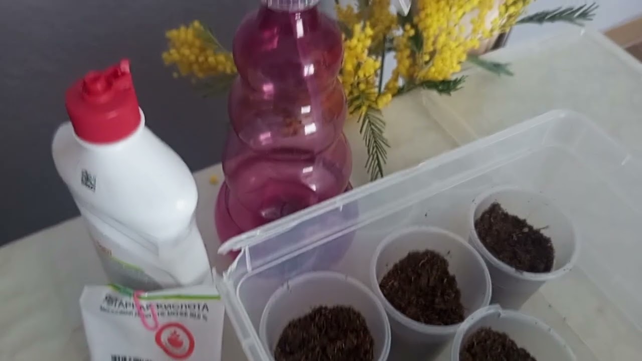 2026/1//Посев томатов на рассаду//Ближайшее Подмосковье(Калужская область)