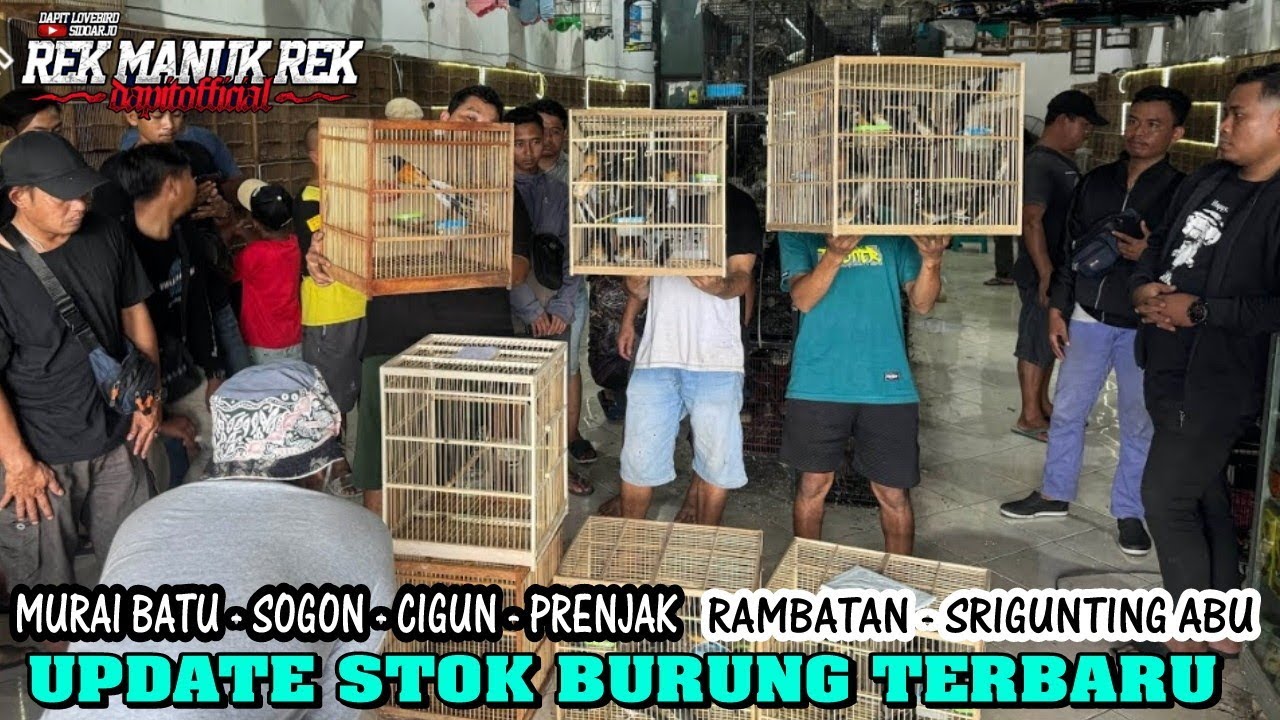 UPDATE STOK BURUNG TERBARU - MURAI BATU - SOGON - CIGUN - PRENJAK - RAMBATAN - SRIGUNTING ABU DLL