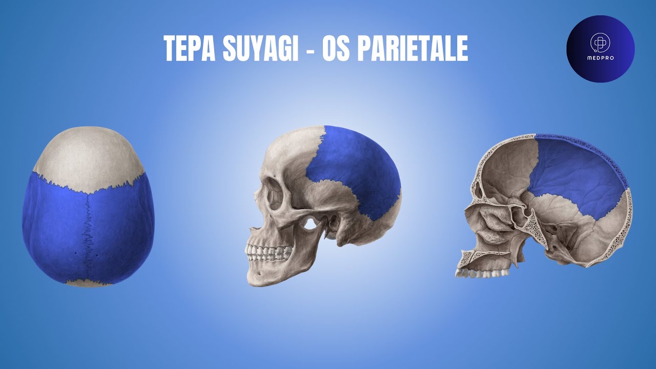 Tepa suyagi - Os parietale