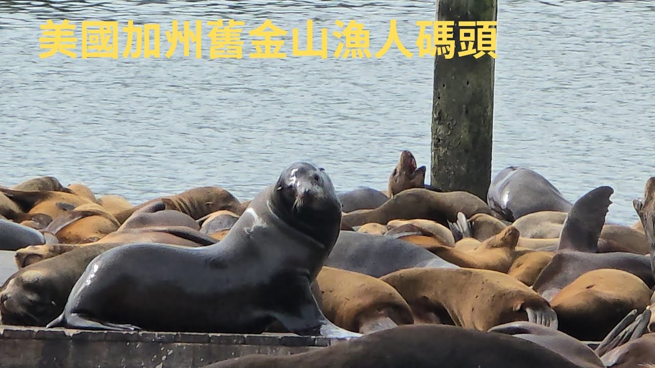 柴肥貓美國加州舊金山漁人碼頭