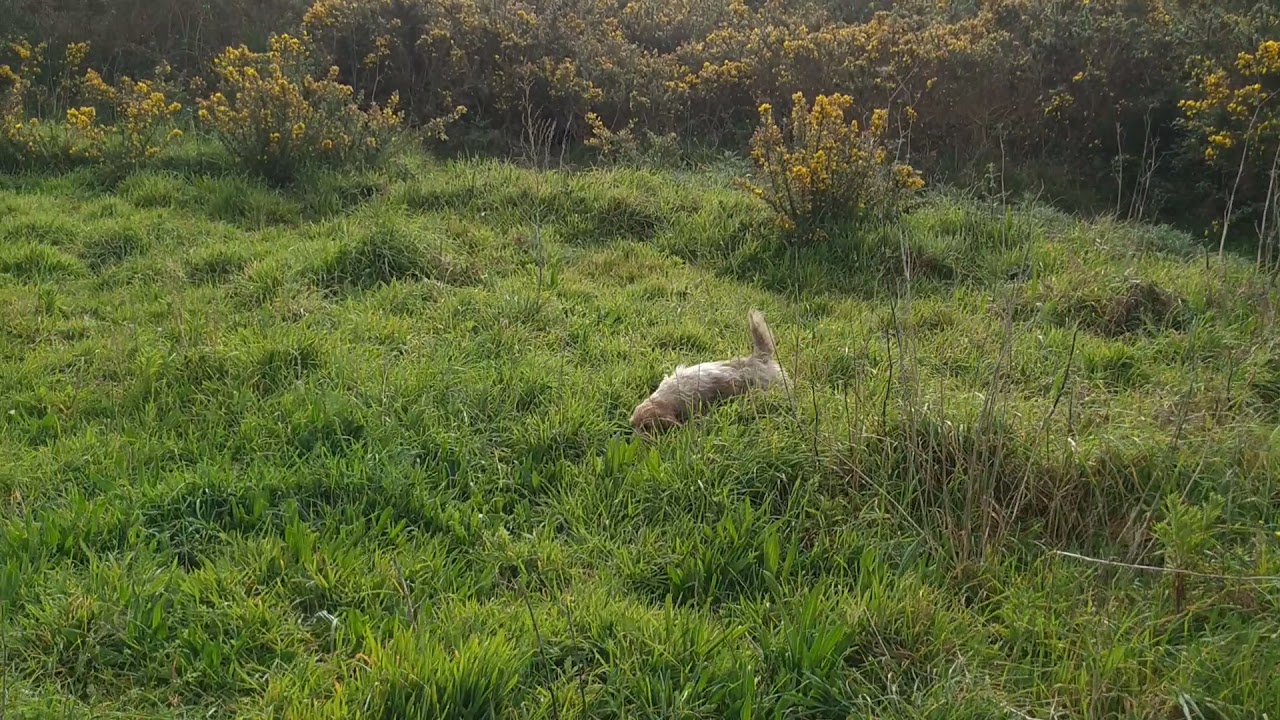 Entrenando con Vilma y Chica, Petit basset Griffon vendeen detrás de conejos