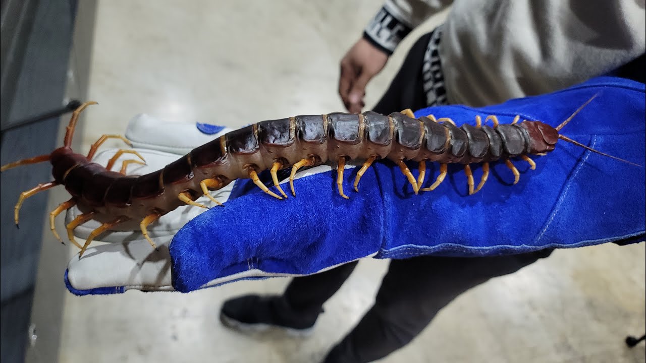 역대급 거대지네, 보시면 압니다..다양하게 얼굴과 손에 올려봤는데ㄷㄷ