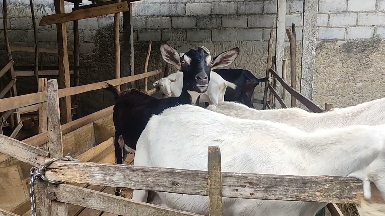 COMEÇE UMA PEQUENA CRIAÇÃO DE CAPRINOS COM POUCO ESPAÇO #sitio #agroamigo