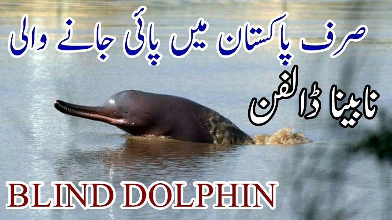 INDUS RIVER BLIND DOLPHIN بلھن BULHUN