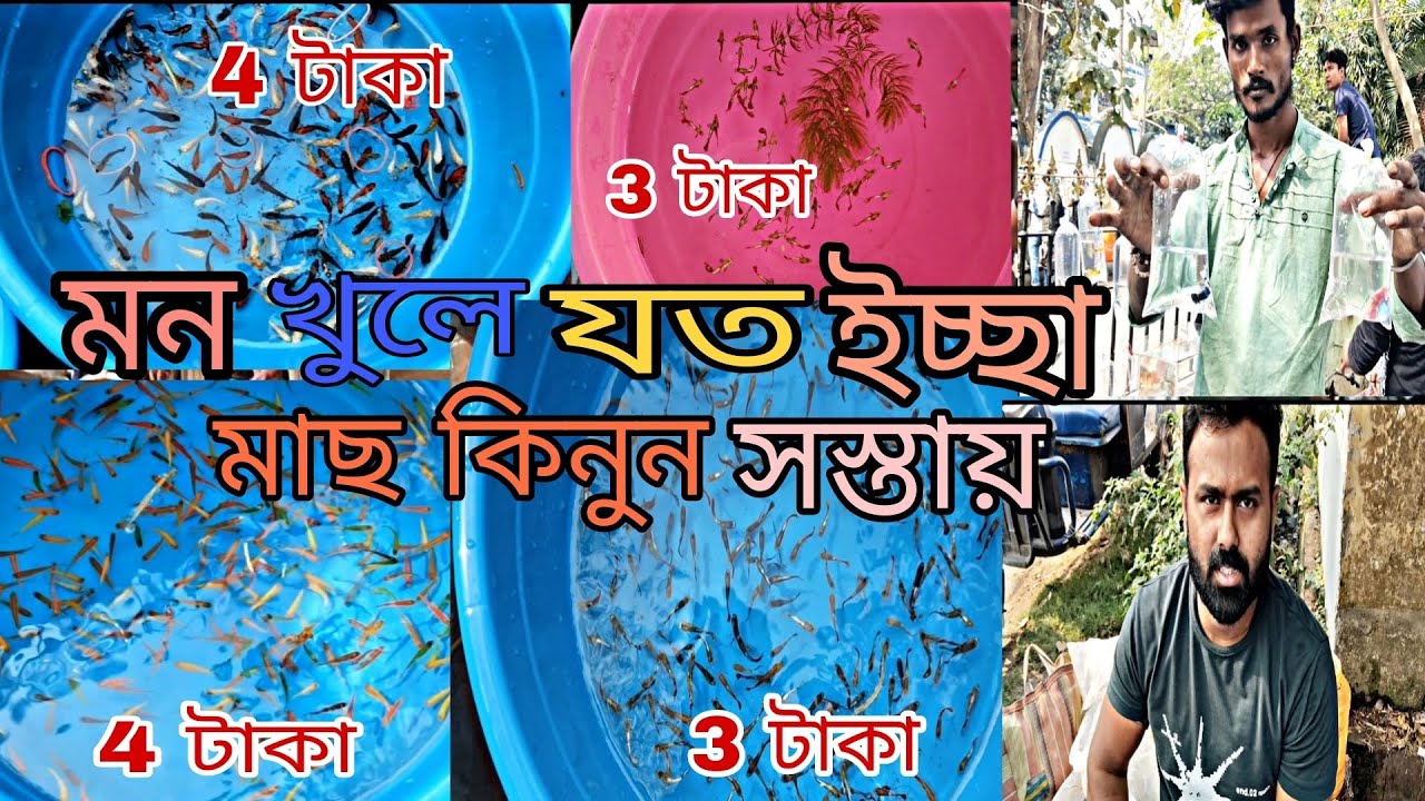 শ্রীরামপুর হাটে এখন 4-5 টাকায় মলি, গাপ্পি,গোল্ড ফিস পাওয়া যাচ্ছে। Shrirampur Pet Market