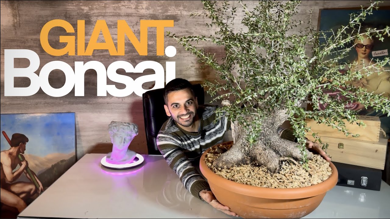 Creo il BONSAI più GRANDE DI SEMPRE!
