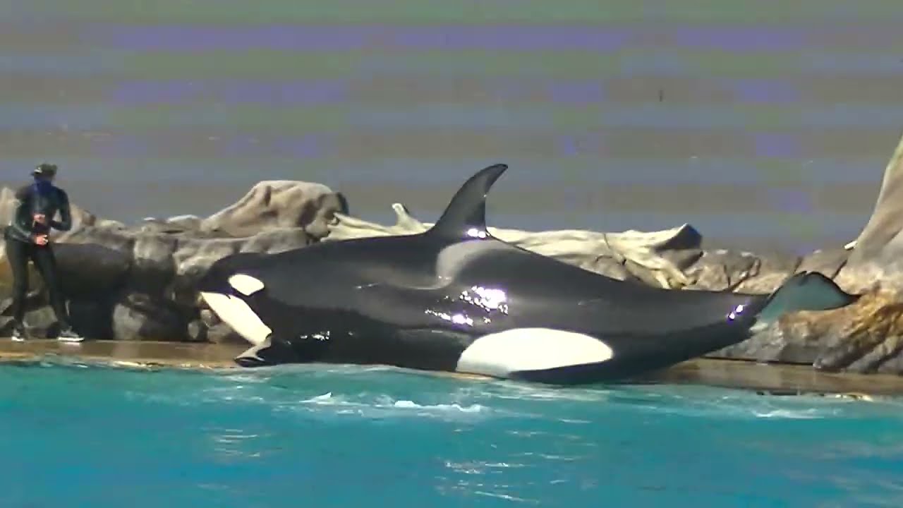 Orca Encounter (Stage slide returns) May 8, 2021 - SeaWorld San Diego
