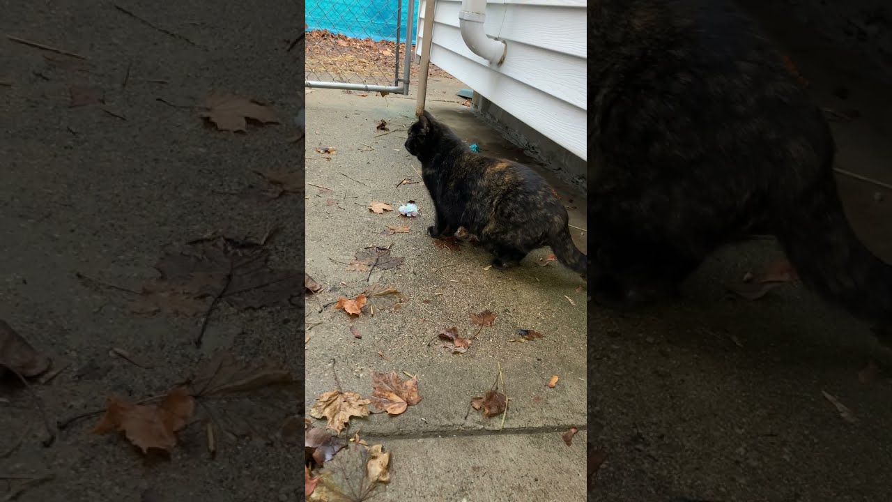 Zoey is Braving the Wild Wind at the EnCATment! 