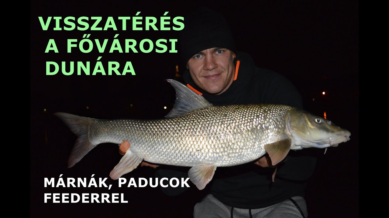 Visszatérés a fővárosi Dunára -Márna és paduc horgászat ősszel