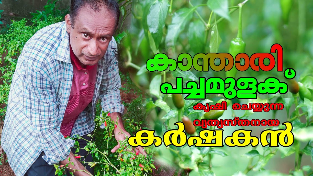 പച്ചമുളക് കാന്താരി കൃഷി അറിയേണ്ടതെല്ലാം l KVS MANI I SPECIALISED AGRICULTURE