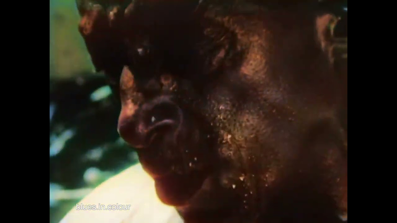 Mississippi Fred McDowell - 'Write Me a Few Lines' live [Colourised] 1969