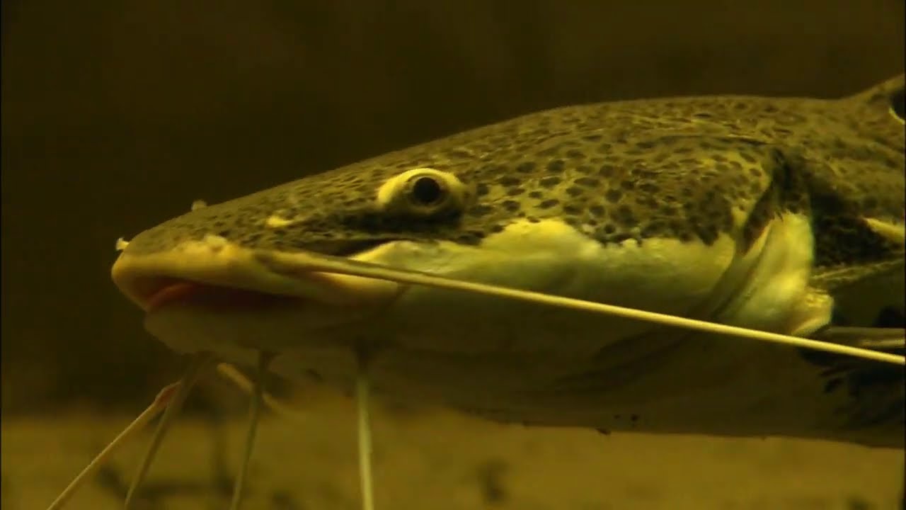 Разнообразие видового состава представителей отряда Сомообразные (Siluriformes) в реках Амазонии.