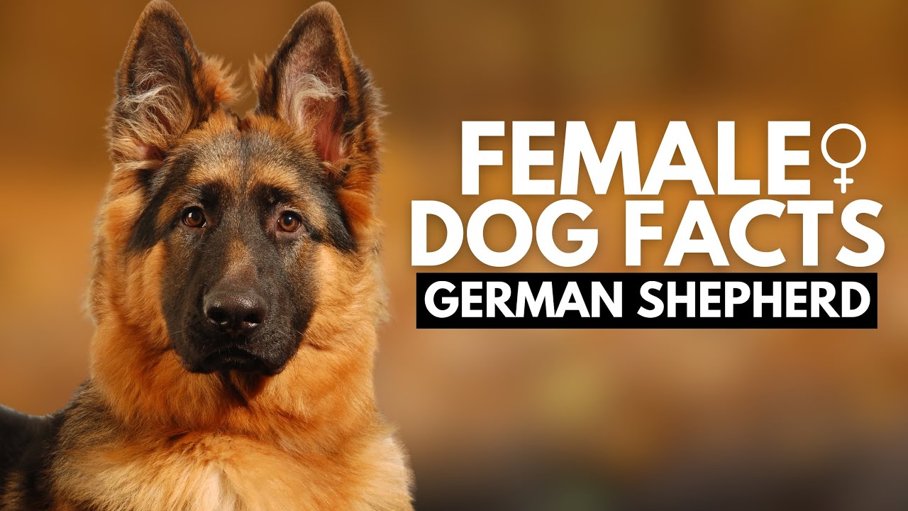 12 Fascinating Facts About Female German Shepherds (#11 is Beautiful)