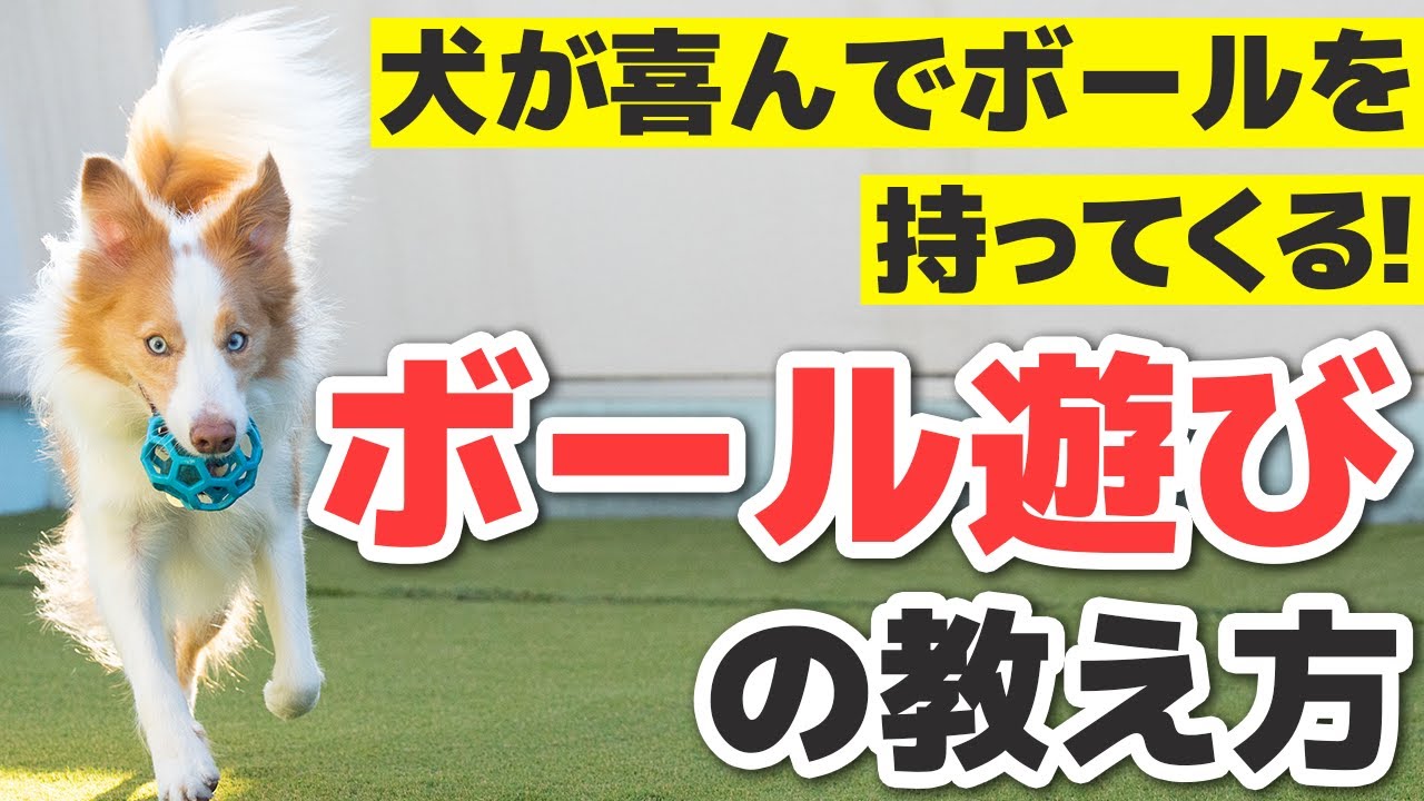 【今日からできる】犬がボールを持ってくるようになる”ボール遊び”の教え方｜やってはいけない3つのNG行動も解説！【犬との遊び方】