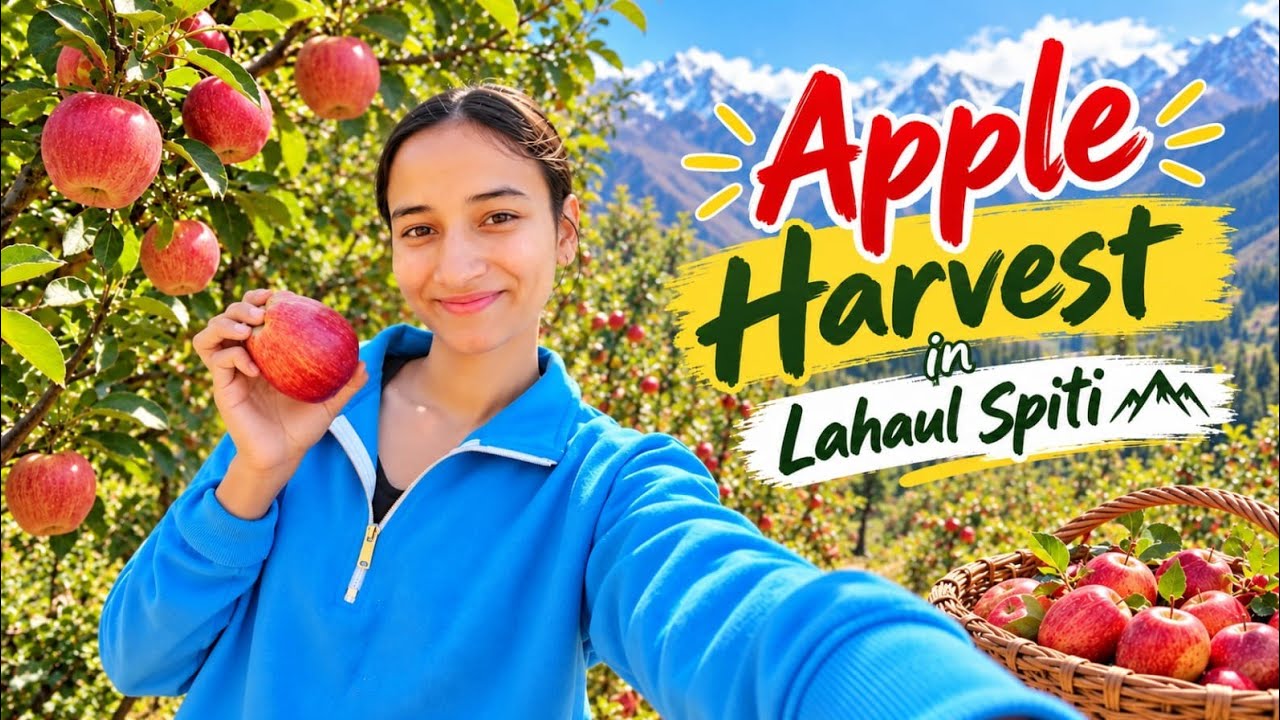 Apple harvesting in Lahul Spiti 🍎 | Himachal Pradesh |India