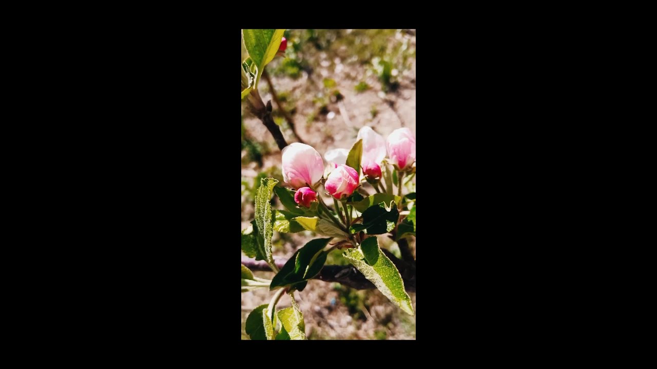 Pink bud spary + tide cluster spary ?