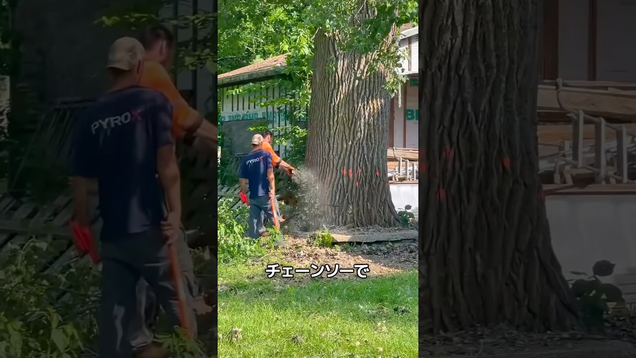 巨木の伐採