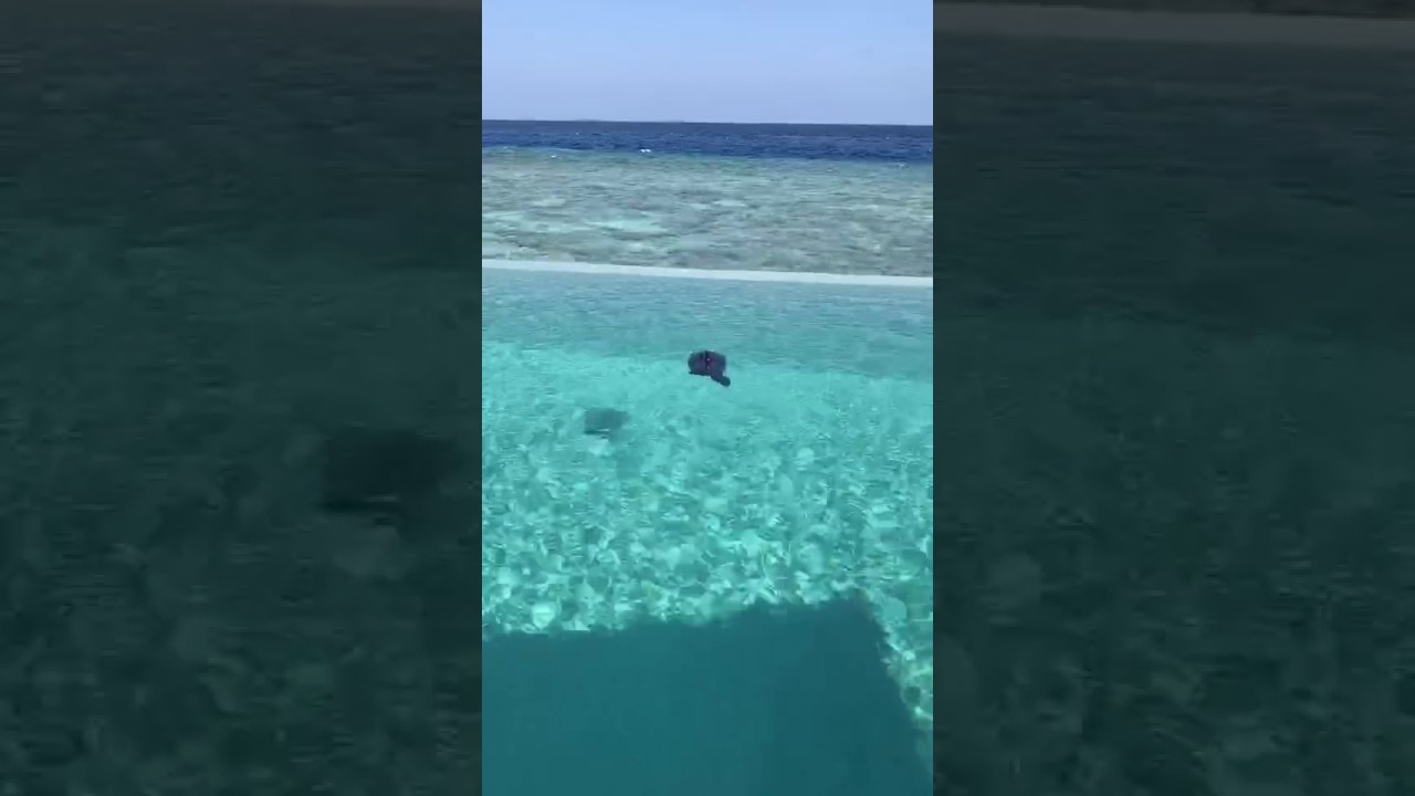 Enjoy your swimming time with a smart robotic fish