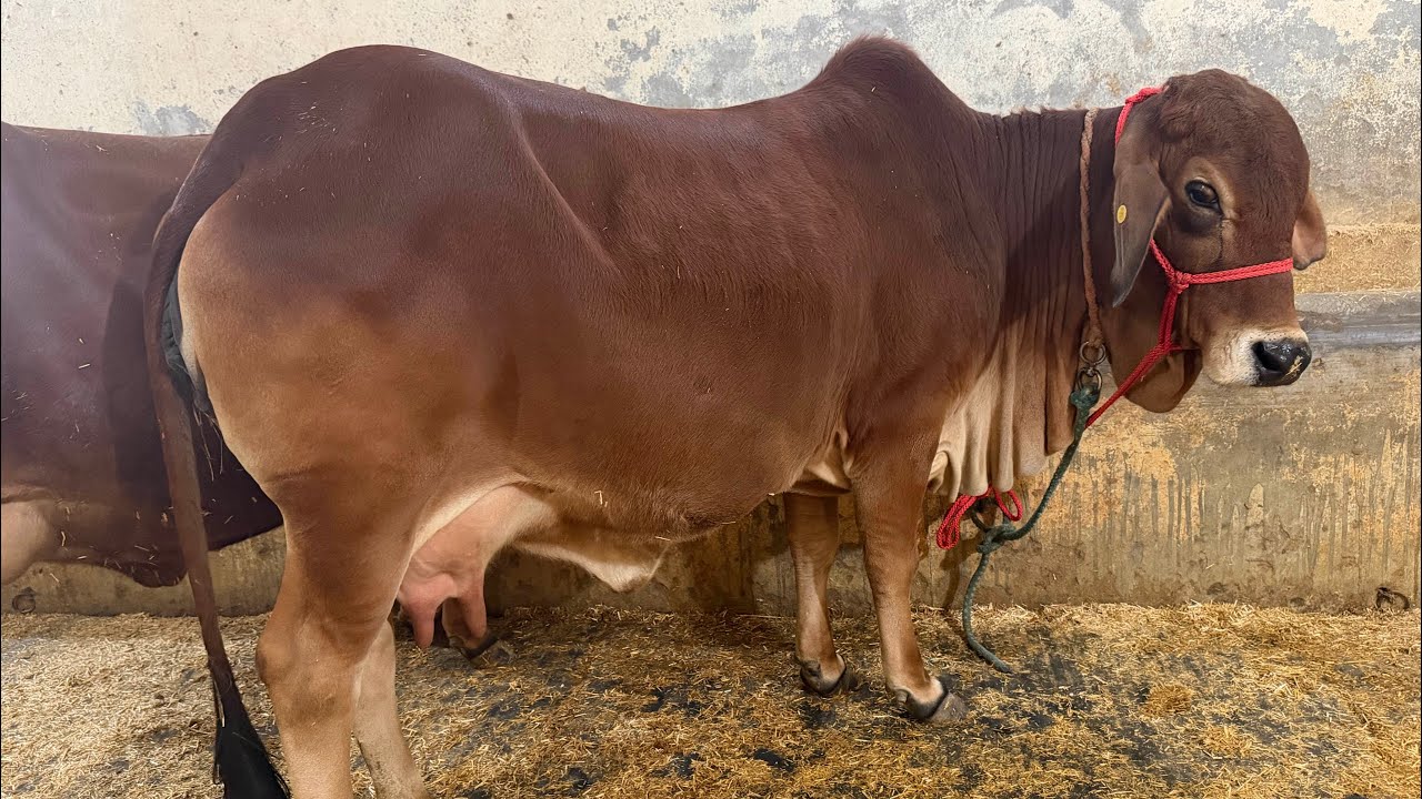 Top quality Sahiwal cow available for sale at Gupta Dairy Farm  #sahiwalbreed #sahiwal #desicowfarm 