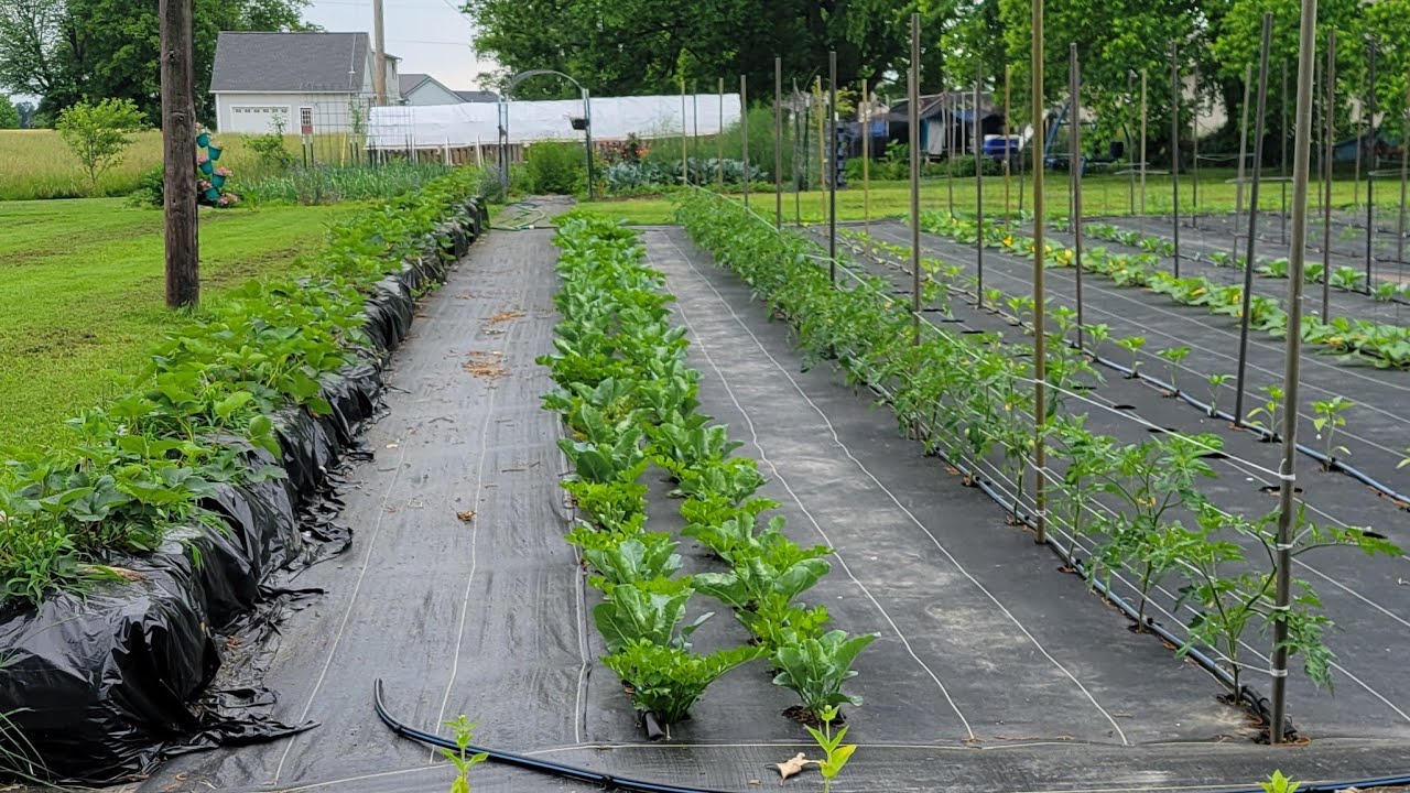 Saturday Garden Walk Through May 24, 2025