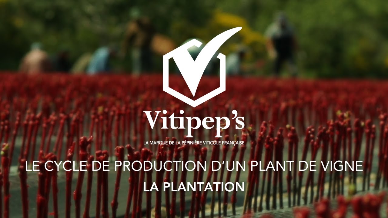 LE CYCLE DE PRODUCTION D'UN PLANT DE VIGNE - LA PLANTATION