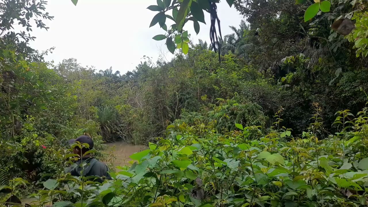 Penghuni rawa tua yang menakutkan dikalimantan ini terdapat spot persembunyian banyak toman yg besar