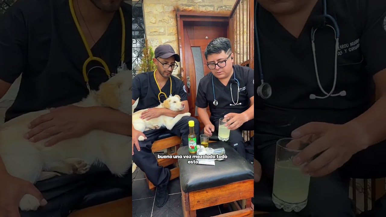 Cómo preparar un remedio casero contra pulgas y garrapatas. 