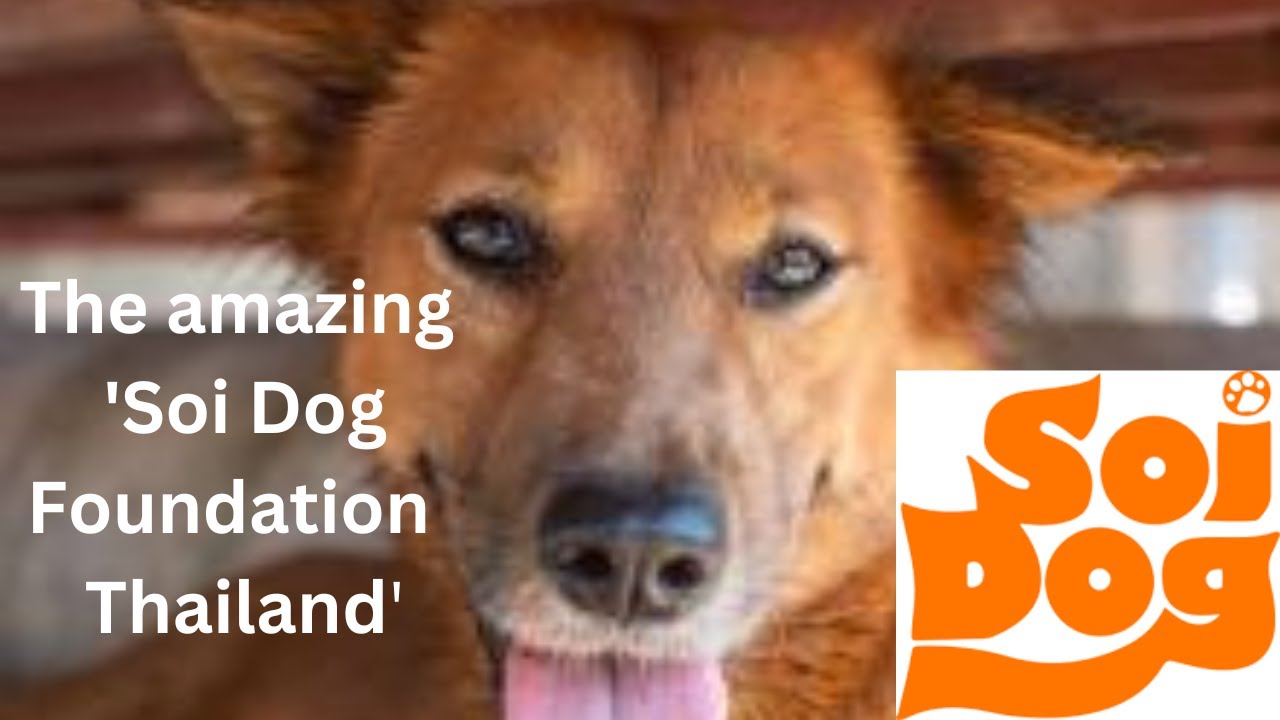 The amazing Soi Dog Foundation Thailand
