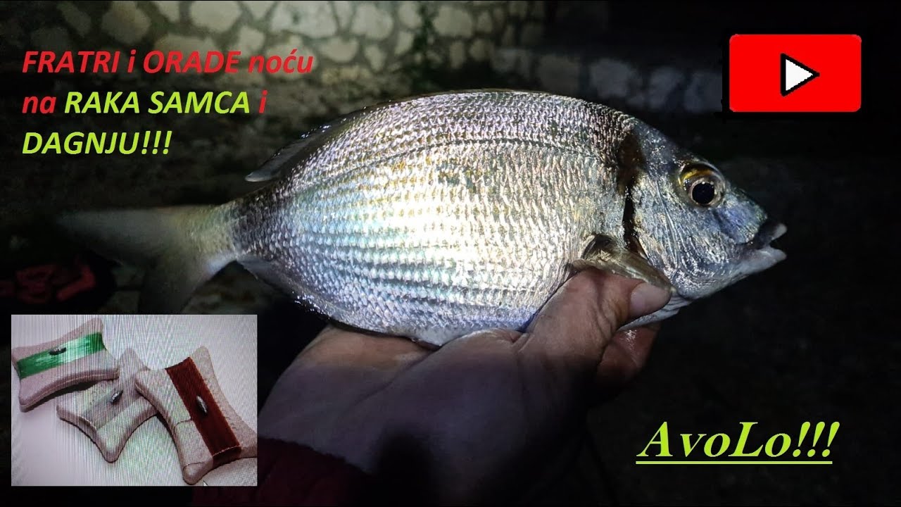 Fratri i orade uz obalu avolo!!!_Gu&scaron;ti su gu&scaron;ti...