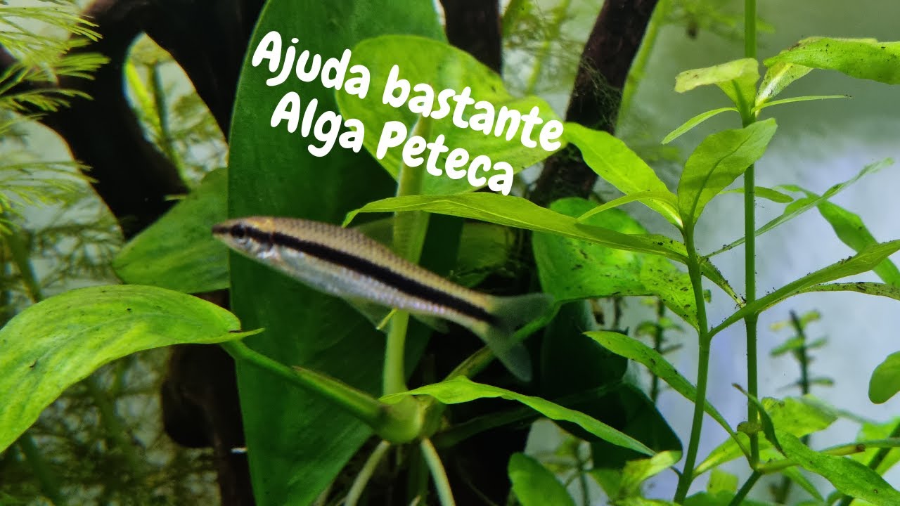 COMEDOR de ALGAS SIAM&Ecirc;S (Crossocheilus oblongus) | Siamese flying fox, Siamese algae-eater