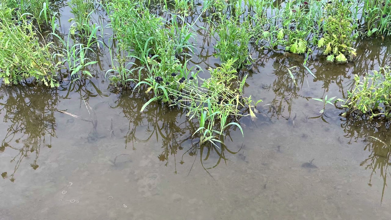 A Waterlogged field does not make for good farming!