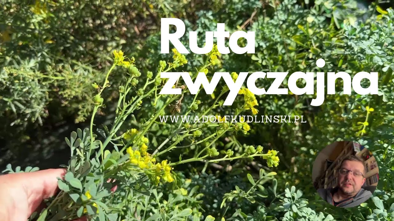Ruta zwyczajna idealna na wiele problemow