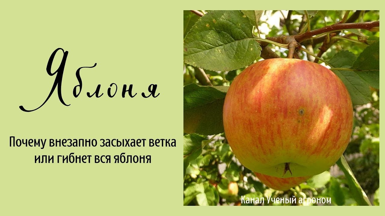 Яблоня.  Почему внезапно засыхает ветка или гибнет вся яблоня.
