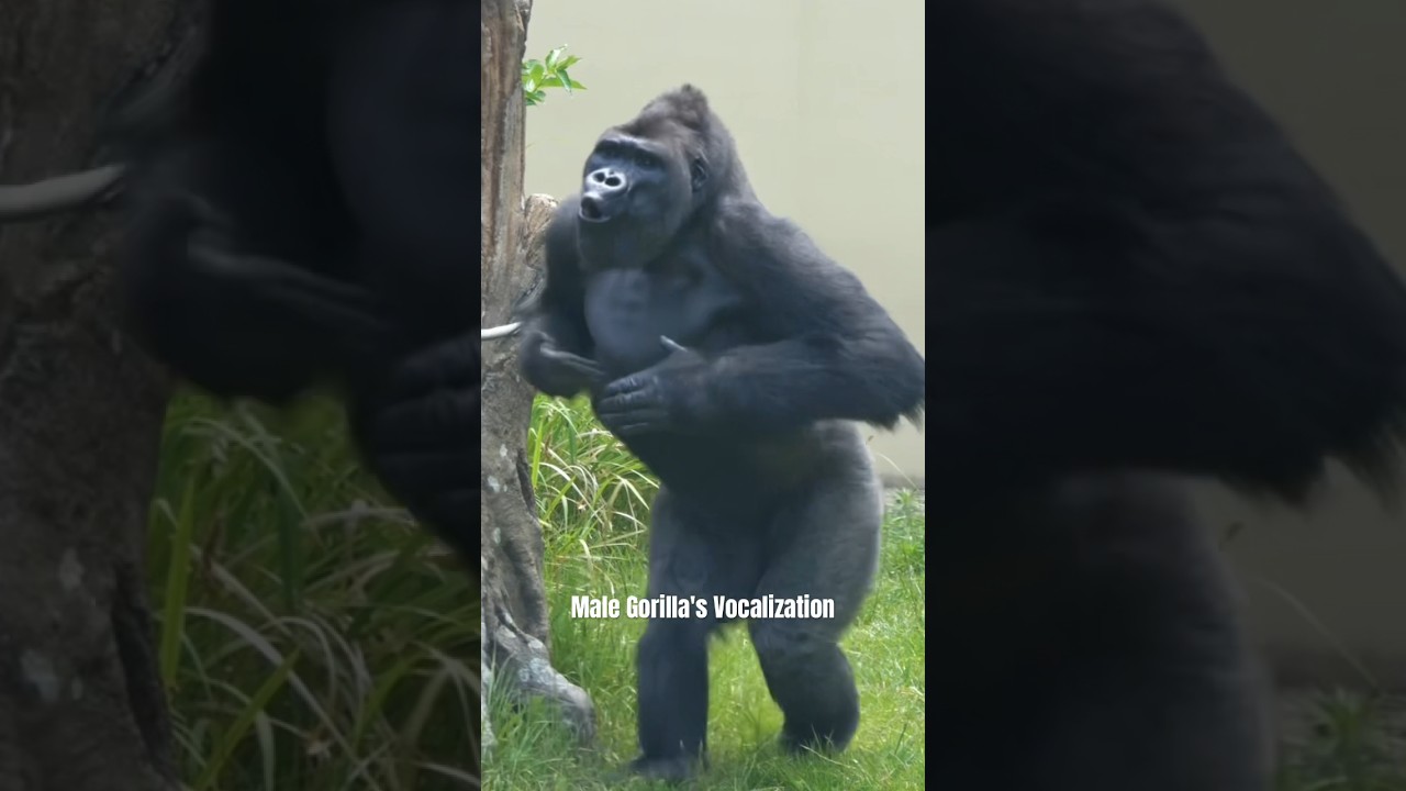 Blackback Gorilla's vocalization & massive chest beating! #gorilla #kiyomasa #blackback