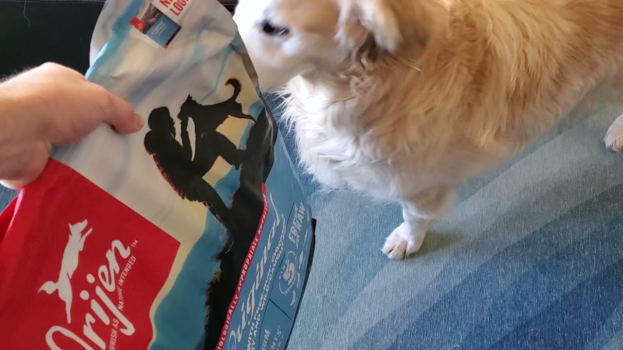 Old Golden Retriever Excited About His New Food - Orijen Original - Chicken, Turkey & Wild Fish