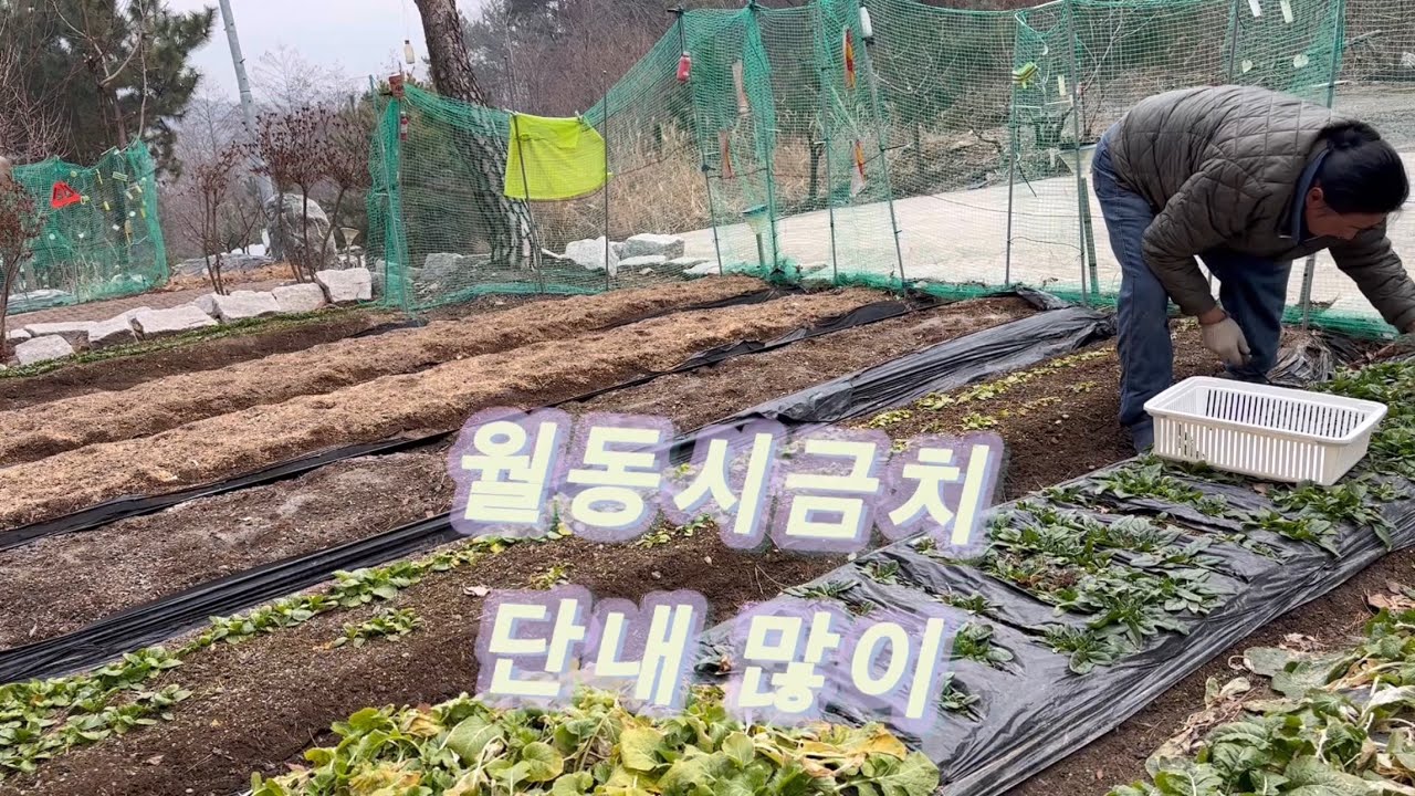 본격적인 텃밭시즌전 해놔야할일 등등. 경사면 몰탈작업, 과일나무 전정,부직포빼고 잘보관.