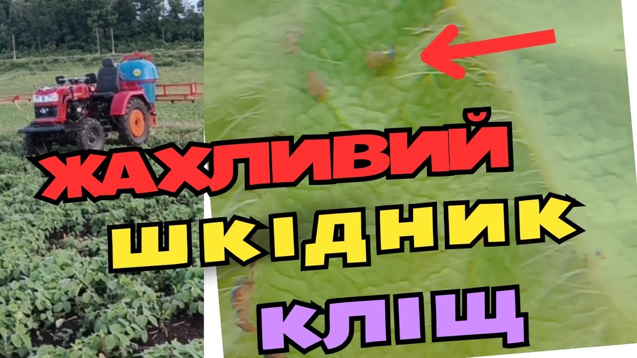 Павутинний кліщ. Страшний шкідник сої.