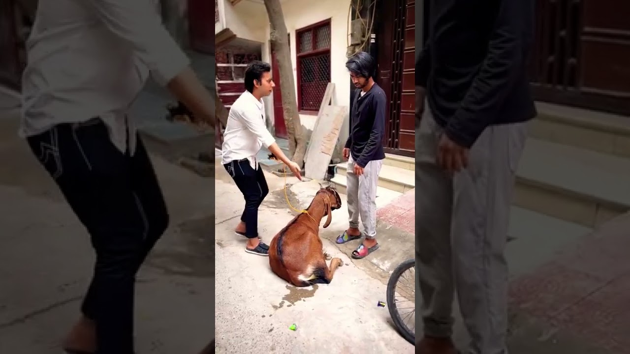 तमीज़ का बकरा 🐐॥ #shorts