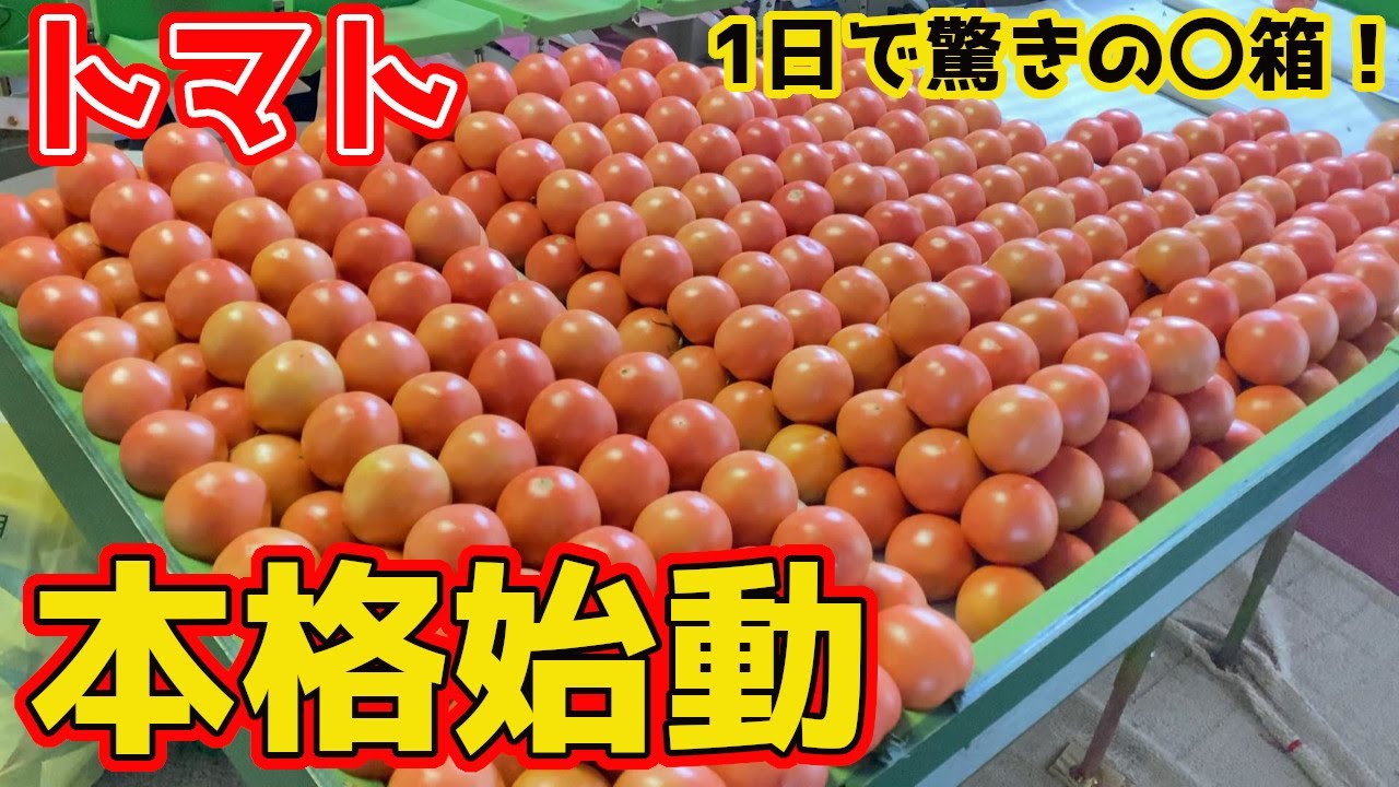 【衝撃】トマト農家の1日の収穫量や作業時間など収穫しながらお話しします！