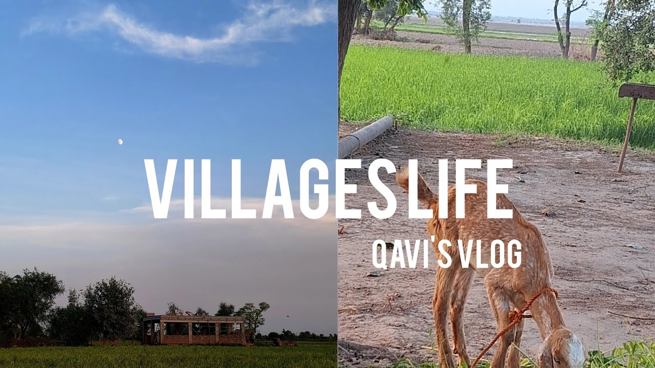 Village lifestyle @AbdulQavi1 #vlog #villagelife 