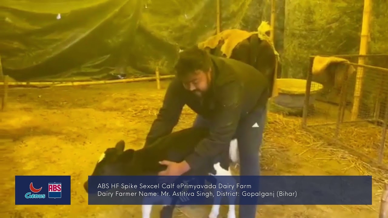 ABS Sexcel HF Spike Calf II Our Customer Talk From East India (In Hindi)