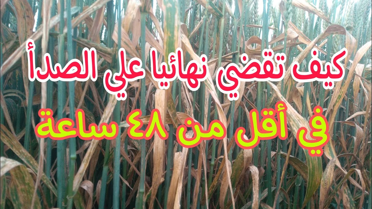 أفضل مبيد للقضاء علي الصدأ الأصفر في القمح وتأثير إرتفاع الحرارة ومميزات الصنف المقاوم للصدأ