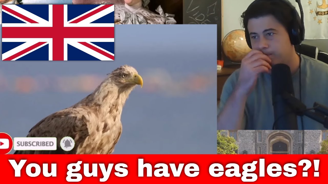 American Reacts 5 Animals that are BACK in the UK!