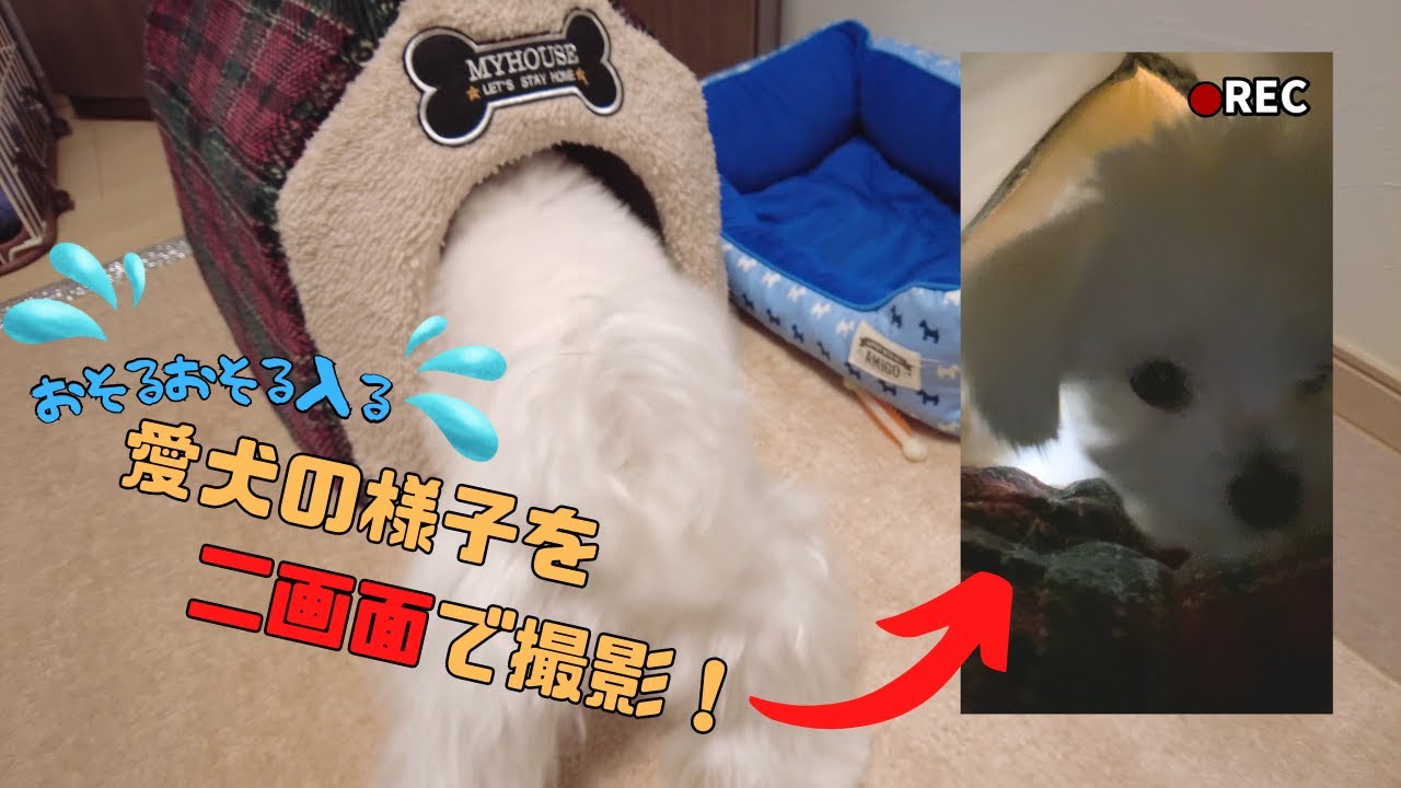 【やってみた】ドーム型ベッドを買ったので、入っていく様子を中から撮ってみた【マルチーズ】#マルチーズ #犬 #ペット