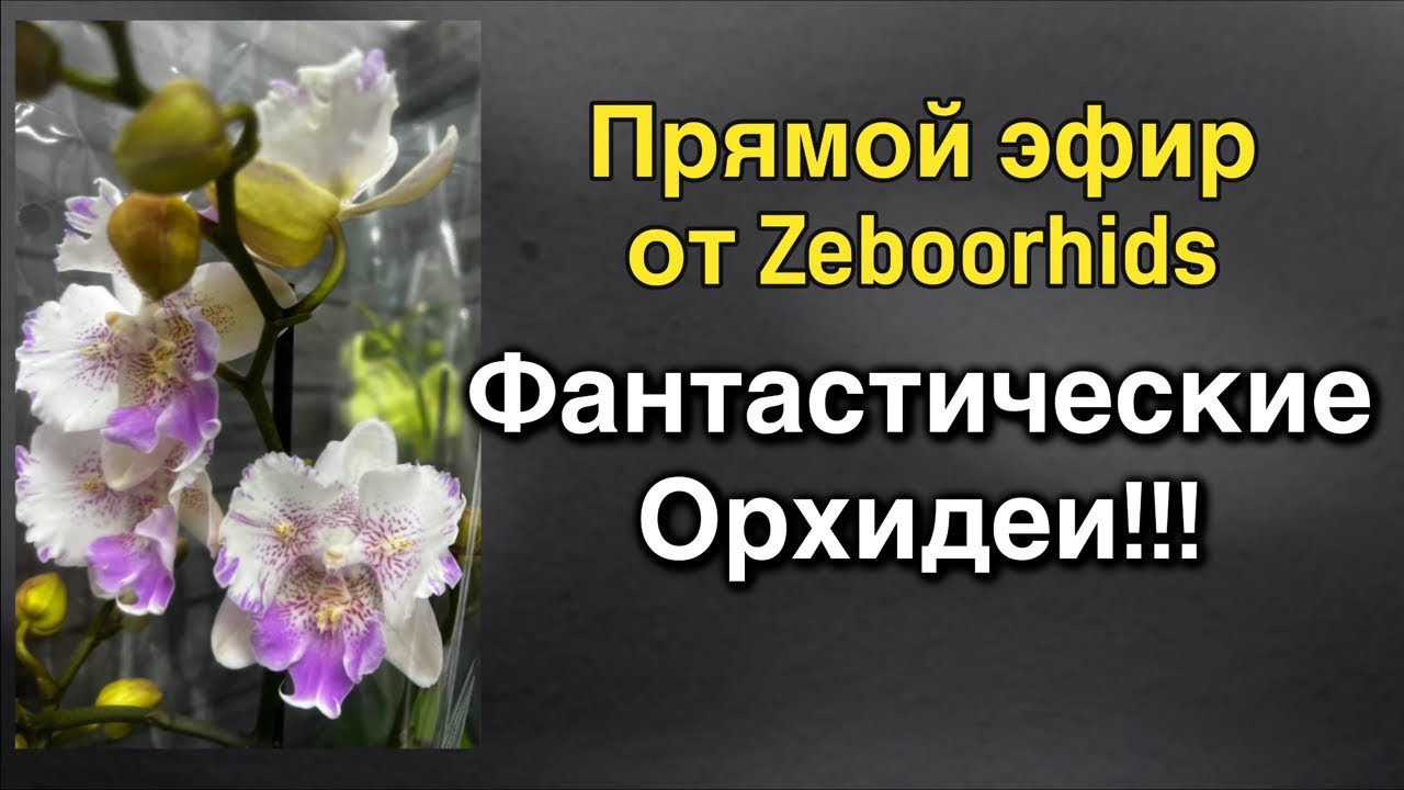 Самые дорогие орхидеи этого года! ❤️‍🔥🔥🌸