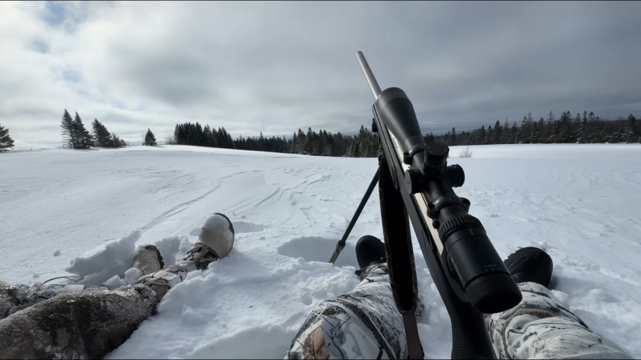 Coyote hunting: he lives to fight another day