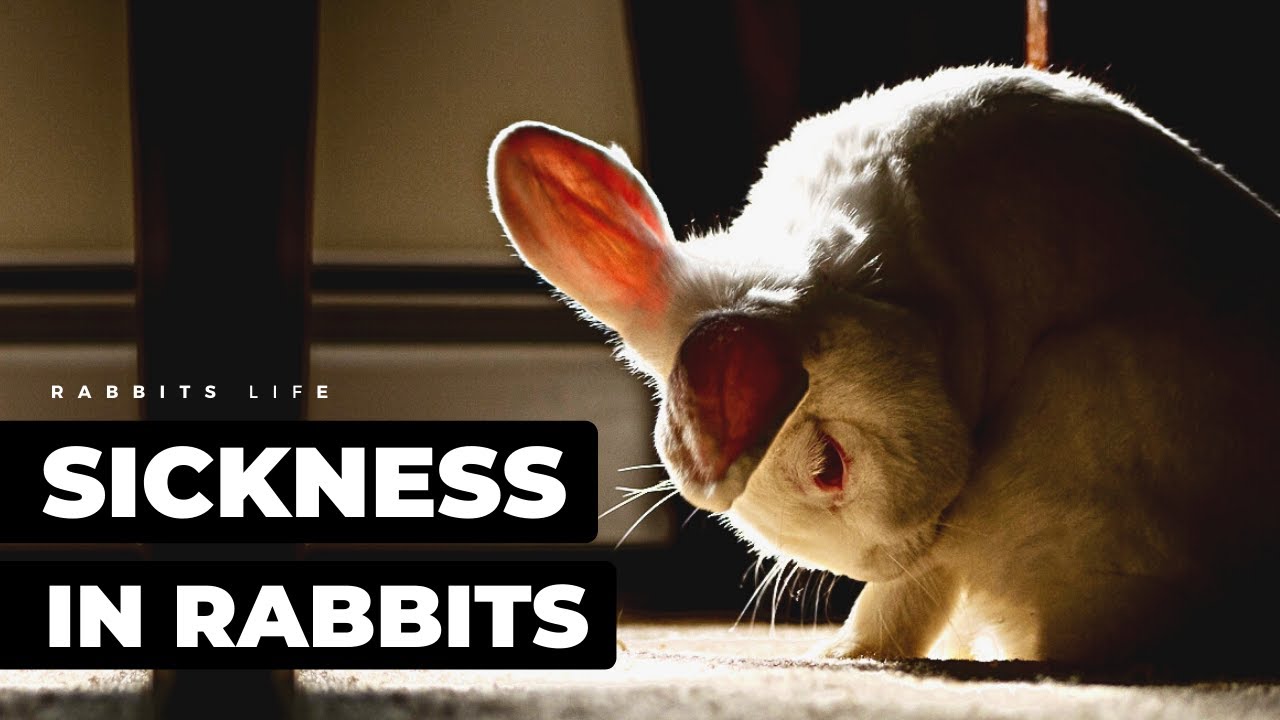 The Aches and Pains of a Rabbit: Common Illnesses in Bunnies